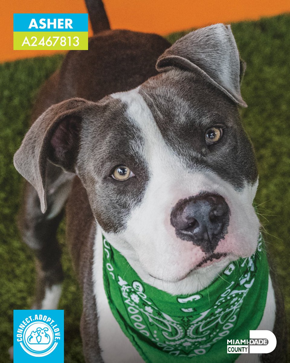 Miami-Dade County Animal Services tweet media