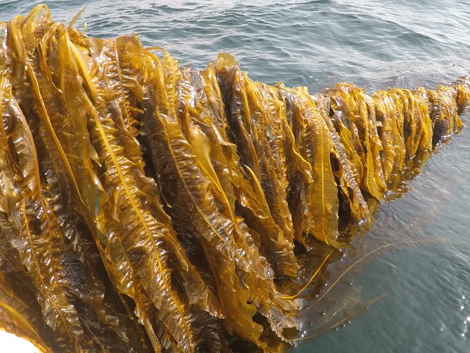 organitum's tweet image. Low-impact techniques like polyculture and integrated multitrophic aquaculture maximize resource use and minimize waste. Let&apos;s unlock the potential of harmonious coexistence in aquaculture systems! 🌍#ResourceOptimization #WasteReduction