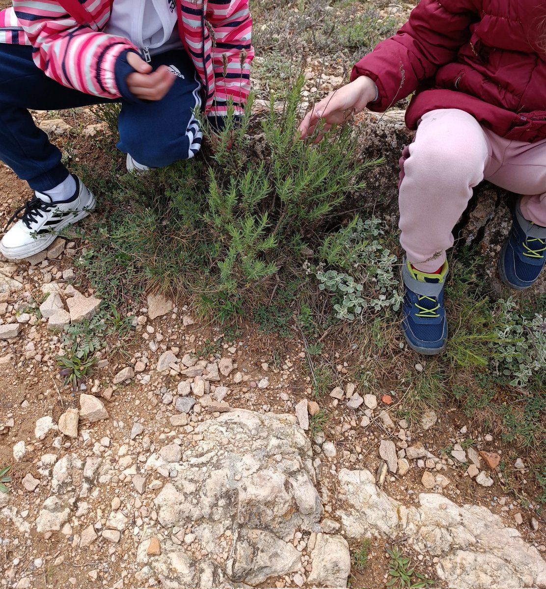 lahoz_jorge's tweet photo. Ultimando proyectos colaborativos 🪶🌱⛰️ 
Pronto un encuentro muy especial... https://t.co/VVDgDBbOrW
