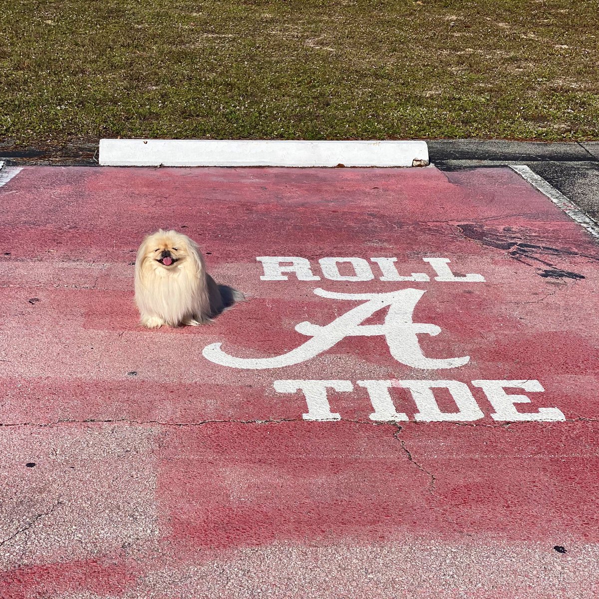 LilCaliGurl's tweet photo. ….as annutter skool year comes to a end fur #seniorstudents hope dis student reached dare goal, and gets to scream #Rolltide! Gud luck #aworkofart 🏈🐘❤️ #studentparkingspace @univofalabama 
.
.
#caligurl #crimsontide #bamadog #crimsontidedogs #bama #universityofalabama https://t.co/mLrMDJkBhR