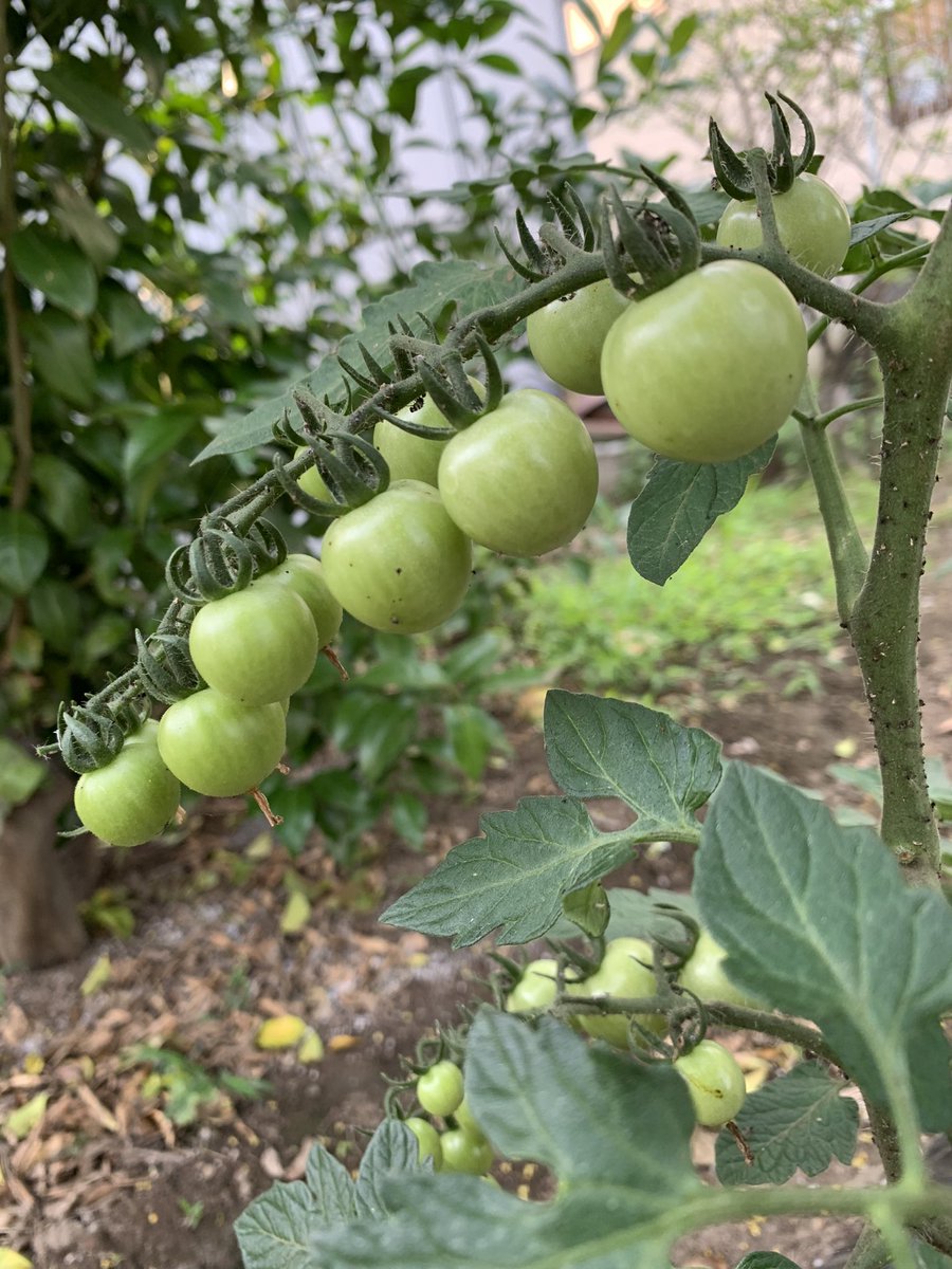 hidehiro_yuzu's tweet photo. おはようございます😃
ミニトマト🍅も順調です✨✨
#家庭菜園
#野菜 https://t.co/YZNbUAopbL