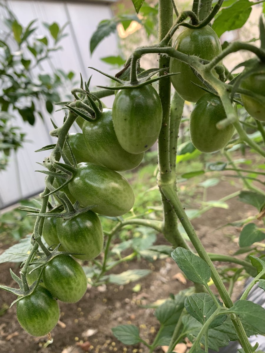 hidehiro_yuzu's tweet photo. おはようございます😃
ミニトマト🍅も順調です✨✨
#家庭菜園
#野菜 https://t.co/YZNbUAopbL