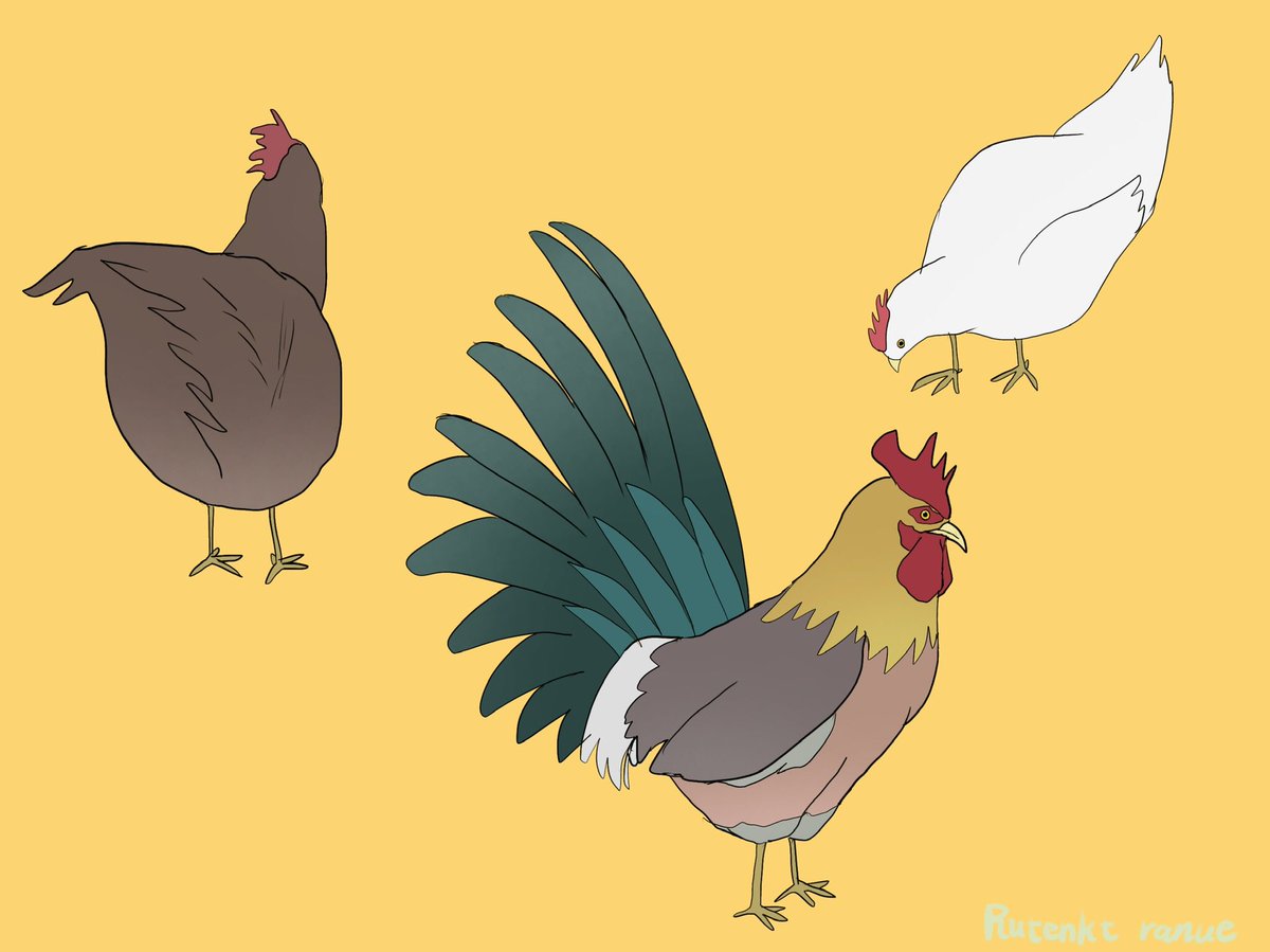 rutenkt's tweet photo. #ニワトリ　#chicken https://t.co/dzYTbA2jJ5