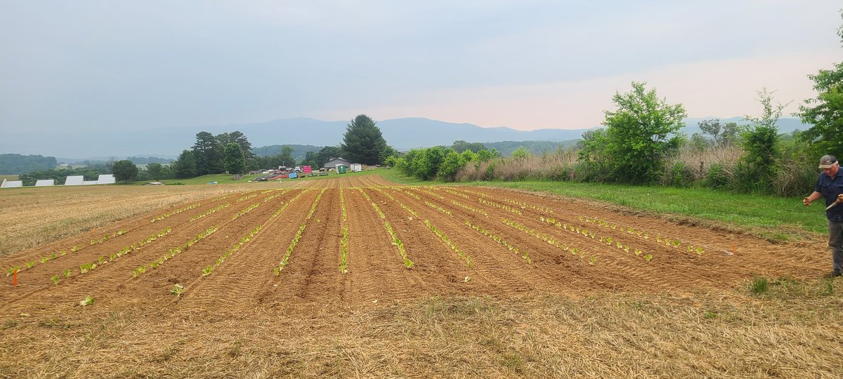 Akaplantpath's tweet photo. I'm so thankful that I was able to get my first year tobacco field trials transplanted and fertilized today. I had a pretty amazing crew helping me even in the pouring rain. I'm so excited to see what these trials look like over the next few months. #Blackshank #Tobacco #NETREC https://t.co/F40xN7eYSh