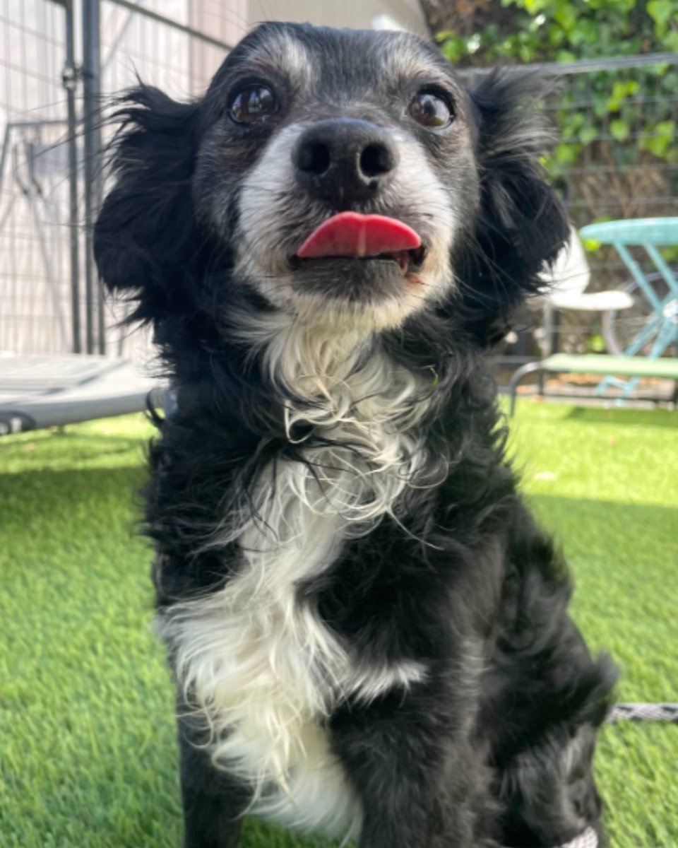 15outof10's tweet photo. This is Nathaniel. He was surrendered when his previous owner could no longer provide care. He arrived with a mass that needed removal, and teeth in bad condition. We're covering his medical, and this guy is ready to be adopted!  Ask about him below ❤️‍🩹
https://t.co/OdyD0XPdVa https://t.co/zlBWNHqhXq