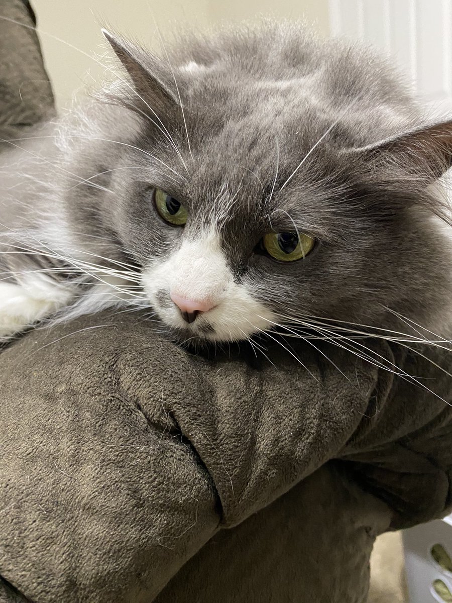 QRT myself to include cat picture