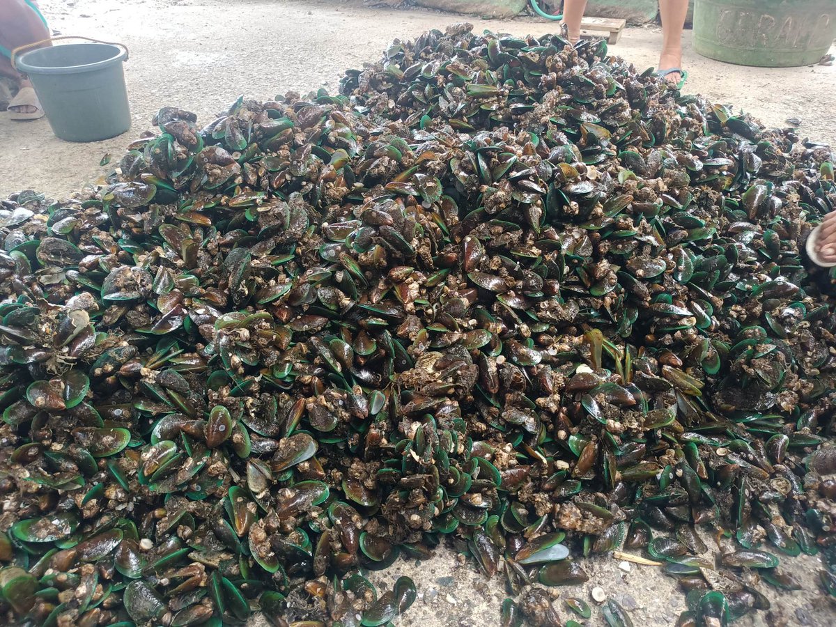 MangingisdaSays's tweet photo. Tahong is a cheap source of protein for the poor. In Manila Bay, tahong is being produced in Navotas, Bulacan and Cavite. But tahong production is being threatened by reclamation projects. @DENROfficial previously ordered that tahong farms are to be dismantled. #WorldOceansDay https://t.co/i1CzUIwkHP