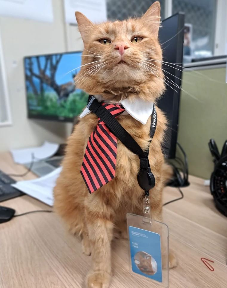 Chief Temperament Tester Colin Feral finally has his own ID card! Who knew we had lanyards that small?

If you haven't met Colin before, he works at the Moa Point Shelter where he tests dogs to see if they are cat friendly before they are adopted into their furever homes 🐱🐶