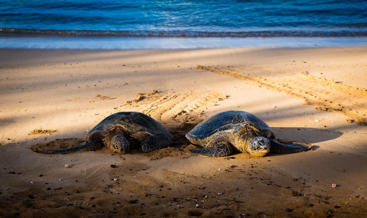 @BraydenCreation Sea turtles at Poipu…