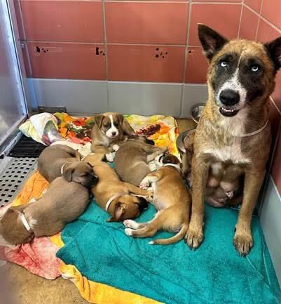 BearyHappy04's tweet photo. 🆘NO MOMMAS LEFT BEHIND‼️On the #Houston KILL LIST 𝗧𝗛𝗨𝗥𝗦𝗗𝗔𝗬 𝟲/𝟴

Sweet tripod 𝗦𝗼𝗻𝗱𝗿𝗮 (A1881345) needs to find her hero now the kids are grown up. Don’t leave her behind!

🎥https://t.co/jNNzPpTTpO
🎥https://t.co/gi74DHtxYD

#dogsoftwitter #TX #Texas #HoustonTX https://t.co/ANupBQgiov