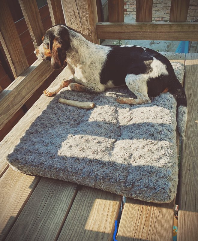 M00SlEE's tweet photo. #beagle boy loves this spot! π₯°
This way he can look over the yard and βsingβ to his people π€£π« Moose likes to watch him to make sure he doesnβt cause mischief? π₯°
βββ
#fetchingtailsfoundation
#fostering #fosterdogs
#fosterdog #beagle
#dogsoftwitter
#fosterdogsoftwitter https://t.co/s76Ha1XGdy