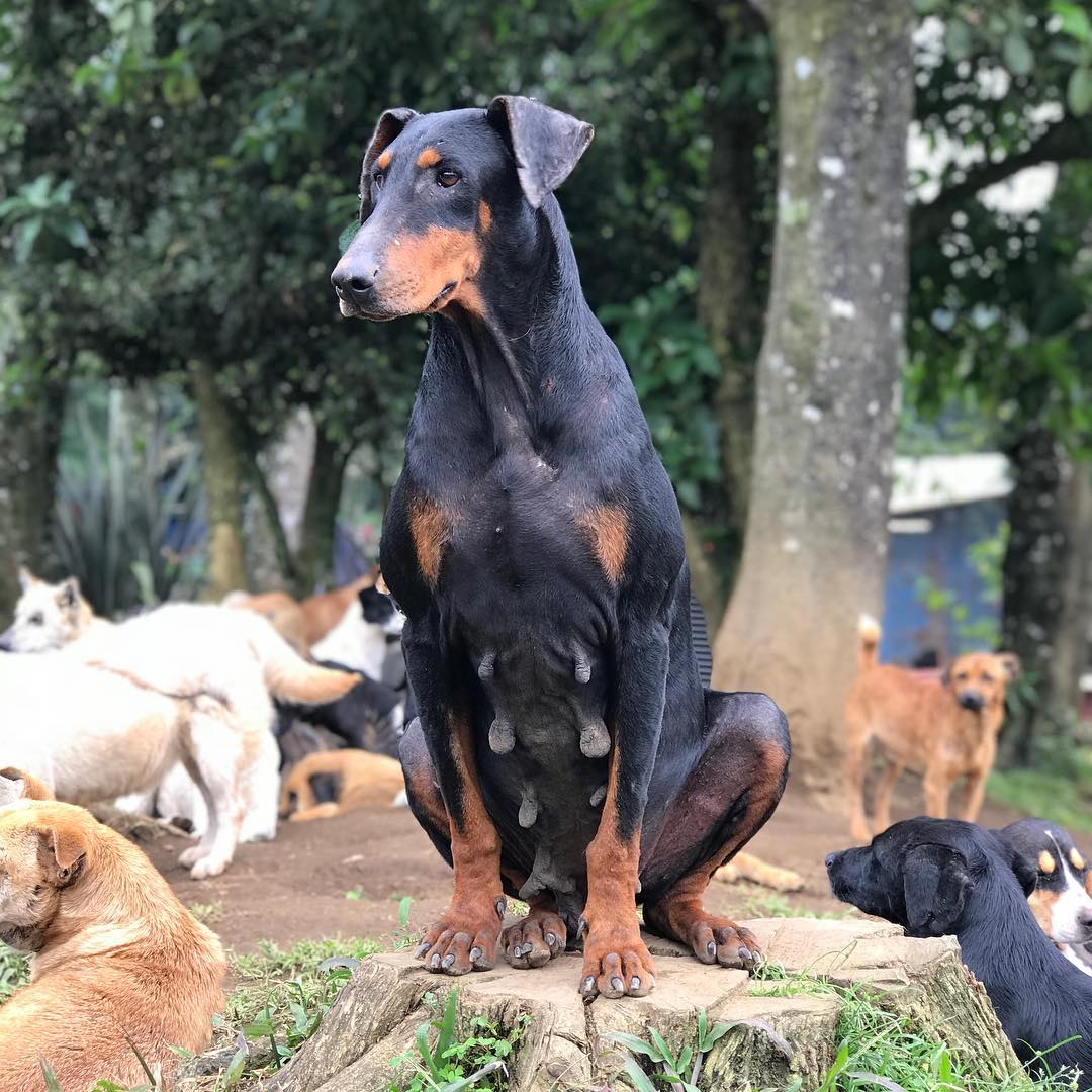 On the pedestal I deserve for surviving the abuse of a puppy mill -Mona-/ El pedestal que merezco por sobrevivir a la explotación de criadero. -Mona- #spayandneuter #landofthestrays  #doglover #survivor #banpuppymills #animalsdeservebetter #beautiful #shelterdogs #savethemall