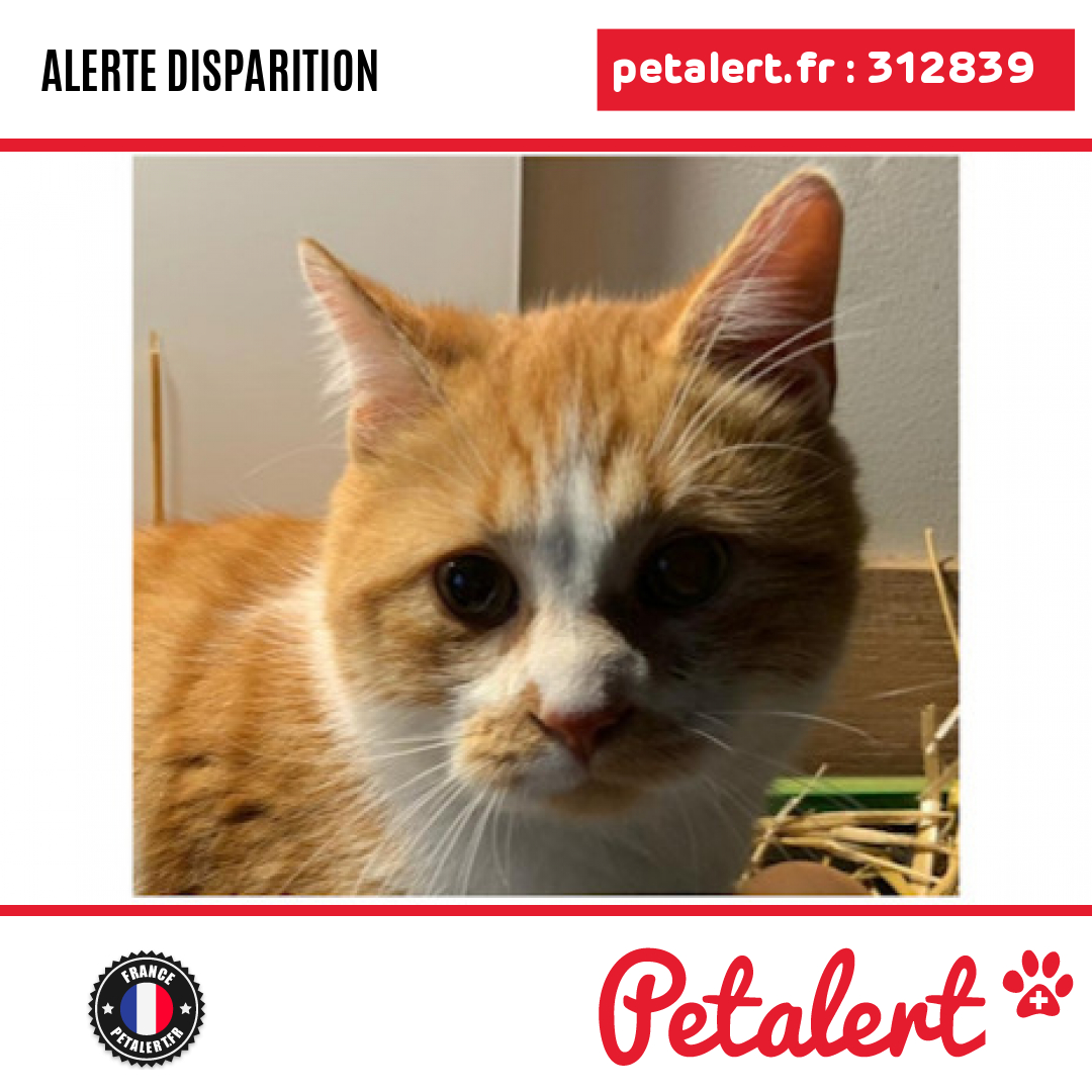 petalert_france's tweet photo. Disparu #Chat #SeineEtMarne #Guerard #Petalert  #PetAlert77 / https://t.co/rDHH9GCwyc https://t.co/842AT1Ri4j