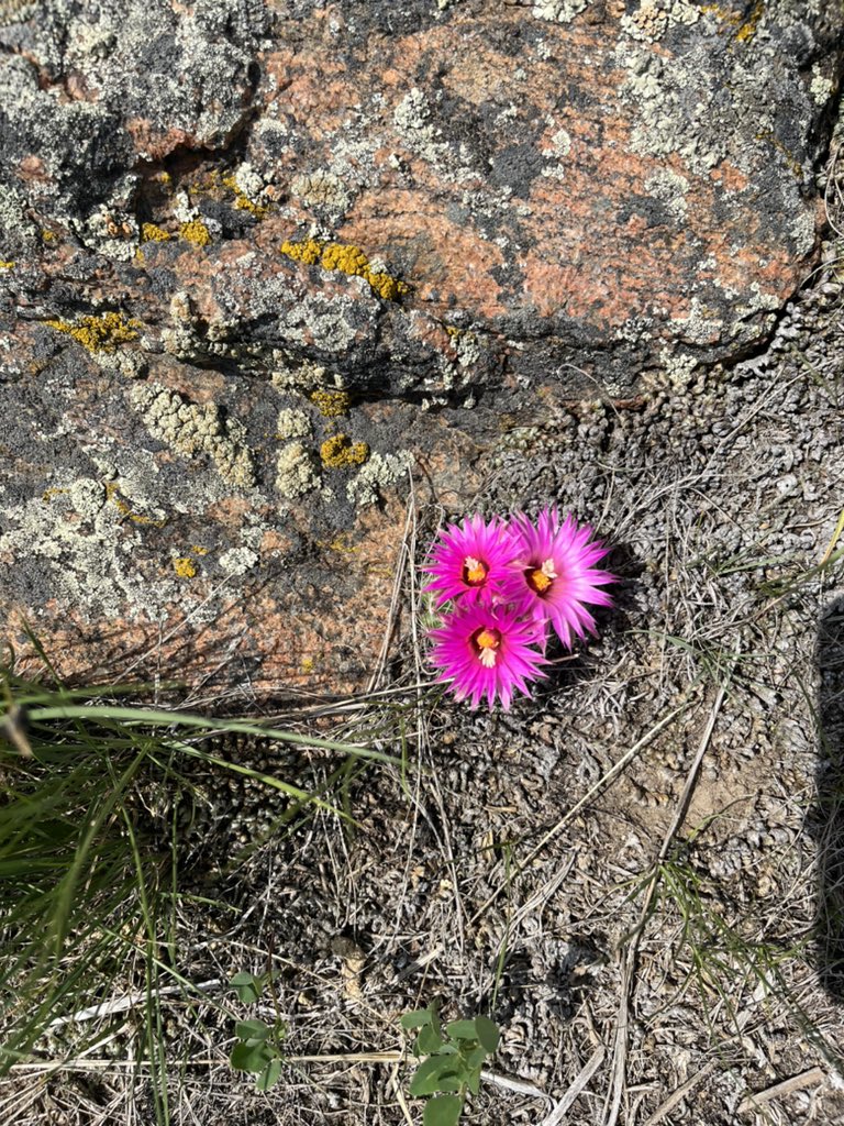 Lonesome Dove Ranch tweet media
