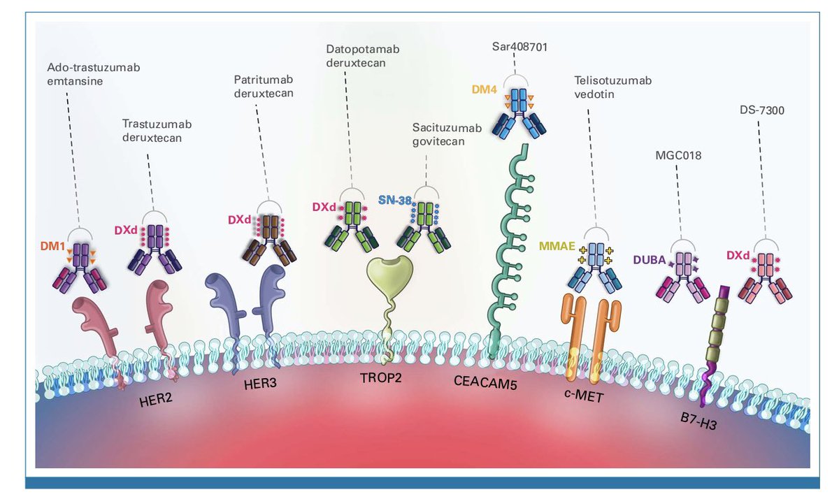 diegoadiazg's tweet photo. Antibody-Drug Conjugates in Lung Cancer: Recent Advances and Implementing Strategies. The available evidence and future perspectives on ADCs for lung cancer treatment.
@JCO_ASCO DOI 👉🏻 https://t.co/hoBgnVTepk
#lungcancer #nsclc #sclc #adc #noveltherapies #targettherapy #lcsm https://t.co/s7ToNrpsRb