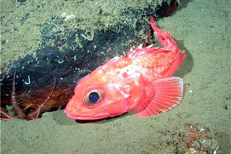 NOAAFisheriesAK's tweet photo. Shortspine Thornyheads are often bright red or orange and can live at depths up to 1,500 meters! #FishoftheWeek #Rockfish #Groundfish #MarineScience #Alaska #AK
https://t.co/aSM7NanBee https://t.co/cFPeU6RnJM
