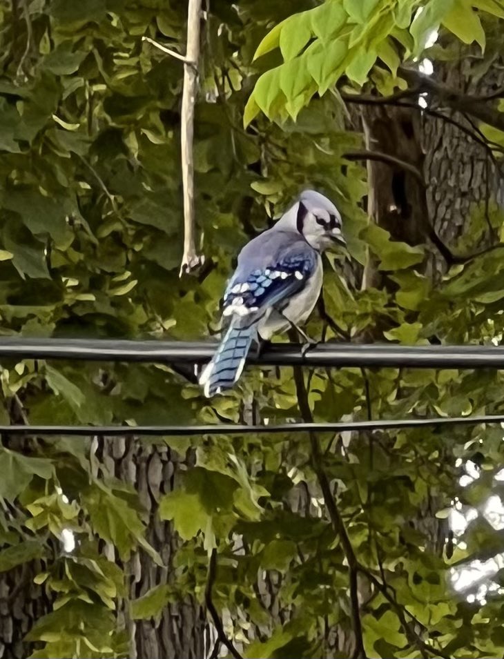 من جمال الطبيعة 

ياطير كانت تواسيني الحان تغريدك 
وبالجنح الزاهي شفت الأمل مطبوع
اشتاقت أغصان الشجر لك وتريدك 
واهتزت شوقاً.  لك بعد غيبة اسبوع 

تصويري