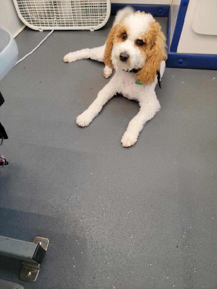 MurphyKamikawa's tweet photo. Got my haircut today. Getting a little hot for me & long hair. My human dad does think about my needs every now and then. #MurphyTruth https://t.co/fr04WLChTG