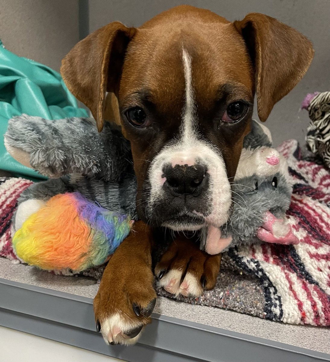 Phoebe is a fighter. This pup came into rescue with a mass on her spinal chord. Incontinent and smelling like a barn. She is still unable to control her 1&2.😓but the surgery allows her to walk. #saynotopuppymills #boycottamishmills #boxerpuppy #boxerdogs #adoptdontshop #adoptme