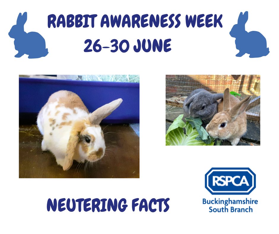 #Neutering not only prevents unwanted litters, but also prevents diseases linked to reproductive organs and helps to promote harmonious relationships between bonded rabbit pairs. For more information on rabbit welfare see rspca.org.uk/adviceandwelfa… #rabbitawarenessweek