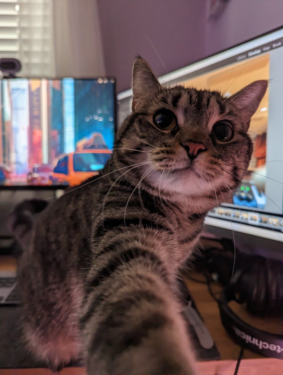 YetAnotherSTPod's tweet photo. Stella won't let me edit photos until she gets her scritches.
#CatsOfTwitter #cats #standardissuecat https://t.co/sl8gHfFKp6
