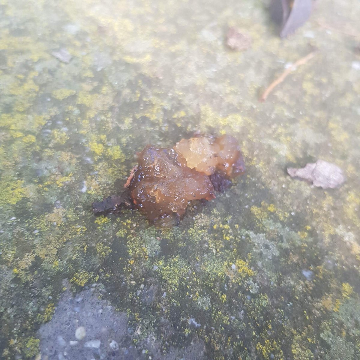 ShutUpaSec's tweet photo. WE HAVE VISUALS ON THE GOO! The goo mystery thickens this week as @Alldogsaredead returns with an update. What the hell is this stuff?? Drop your goo theories below 🌳🧫👇 https://t.co/k8QTb0tlMq