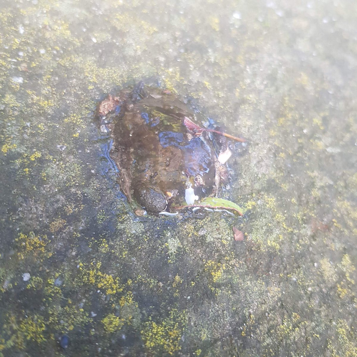 ShutUpaSec's tweet photo. WE HAVE VISUALS ON THE GOO! The goo mystery thickens this week as @Alldogsaredead returns with an update. What the hell is this stuff?? Drop your goo theories below 🌳🧫👇 https://t.co/k8QTb0tlMq