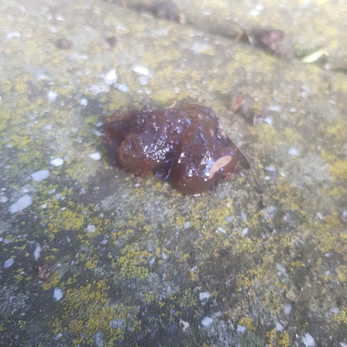 ShutUpaSec's tweet photo. WE HAVE VISUALS ON THE GOO! The goo mystery thickens this week as @Alldogsaredead returns with an update. What the hell is this stuff?? Drop your goo theories below 🌳🧫👇 https://t.co/k8QTb0tlMq