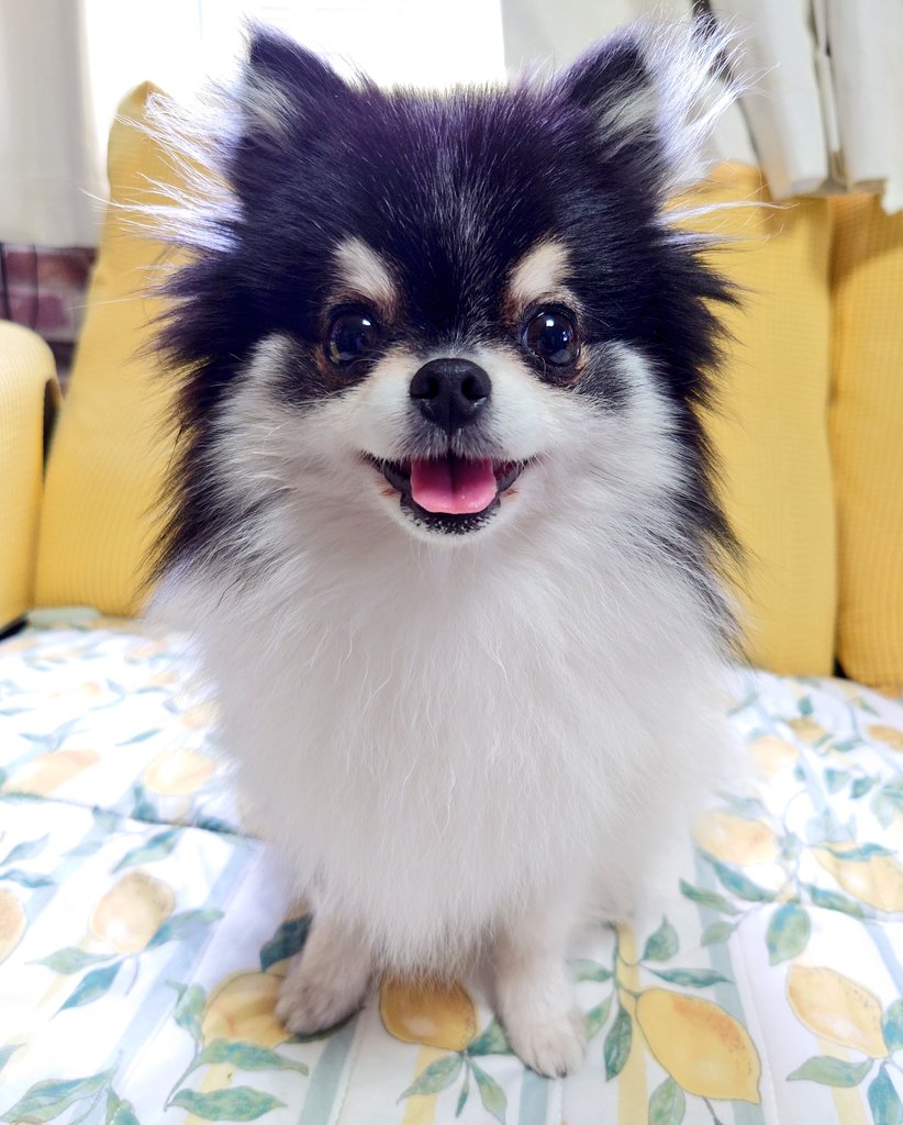 smile💕💕
#ポメラニアン #pomeranian #こまてま #犬のいる暮らし