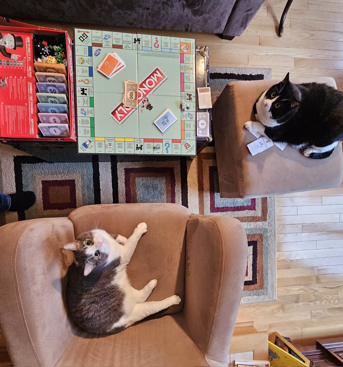 thomasjuneau's tweet photo. Cats took over when we stopped https://t.co/GLUrKLJMJS