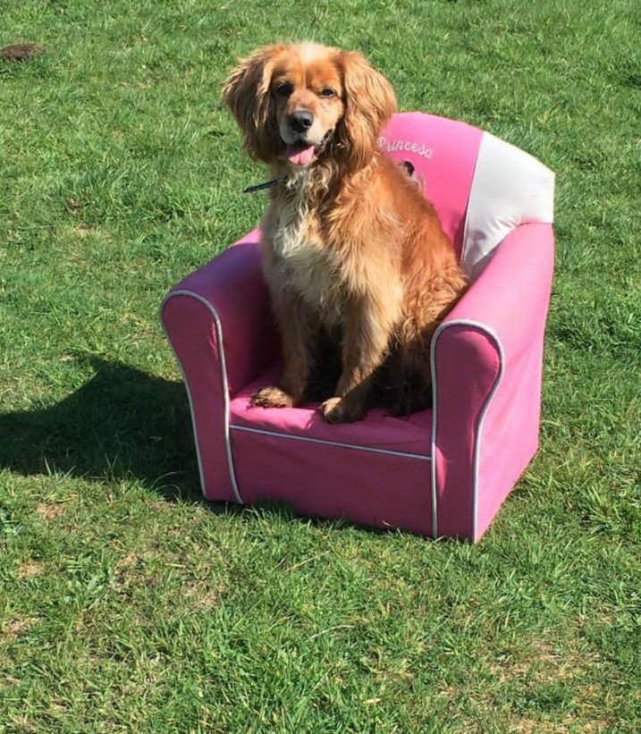 #PerritaExtraviada en #PuertoMontt. Se llama Olivia. Es muy cobarde y grita cuando alguien se acerca. Les pido ayuda para encontrarla. Se perdio ayer en #Ralimo #PiedraAzul #CarreteraAustral. Por favor ayudennos a encontrarla Estamos muy apenados porque es parte de la familia. 🙏