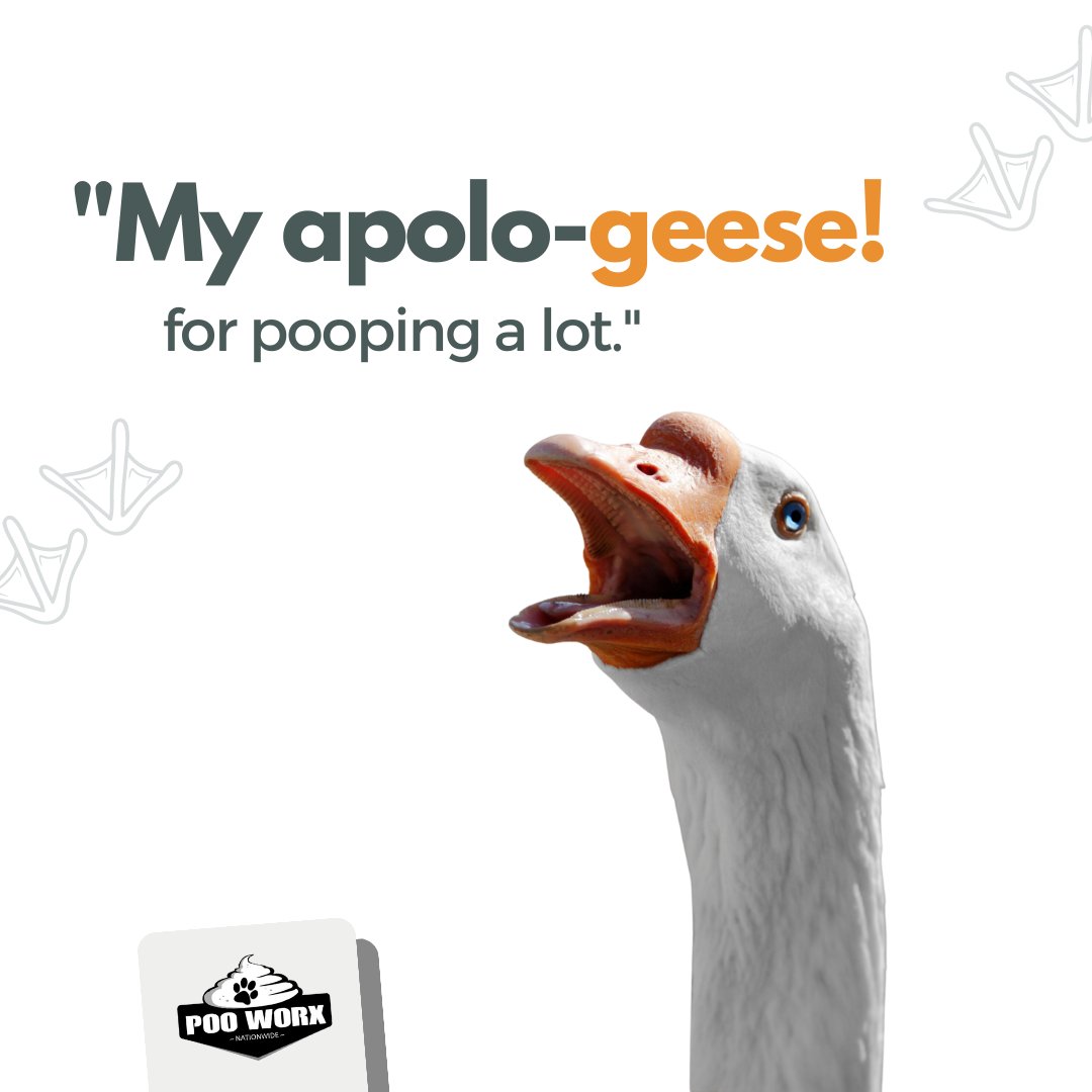 My apolo-GEESE for pooping a lot 🦆

#SorryNotSorry #ApoloGEESE #PoopingALot #PooWorx #Geesepoop #canadageese