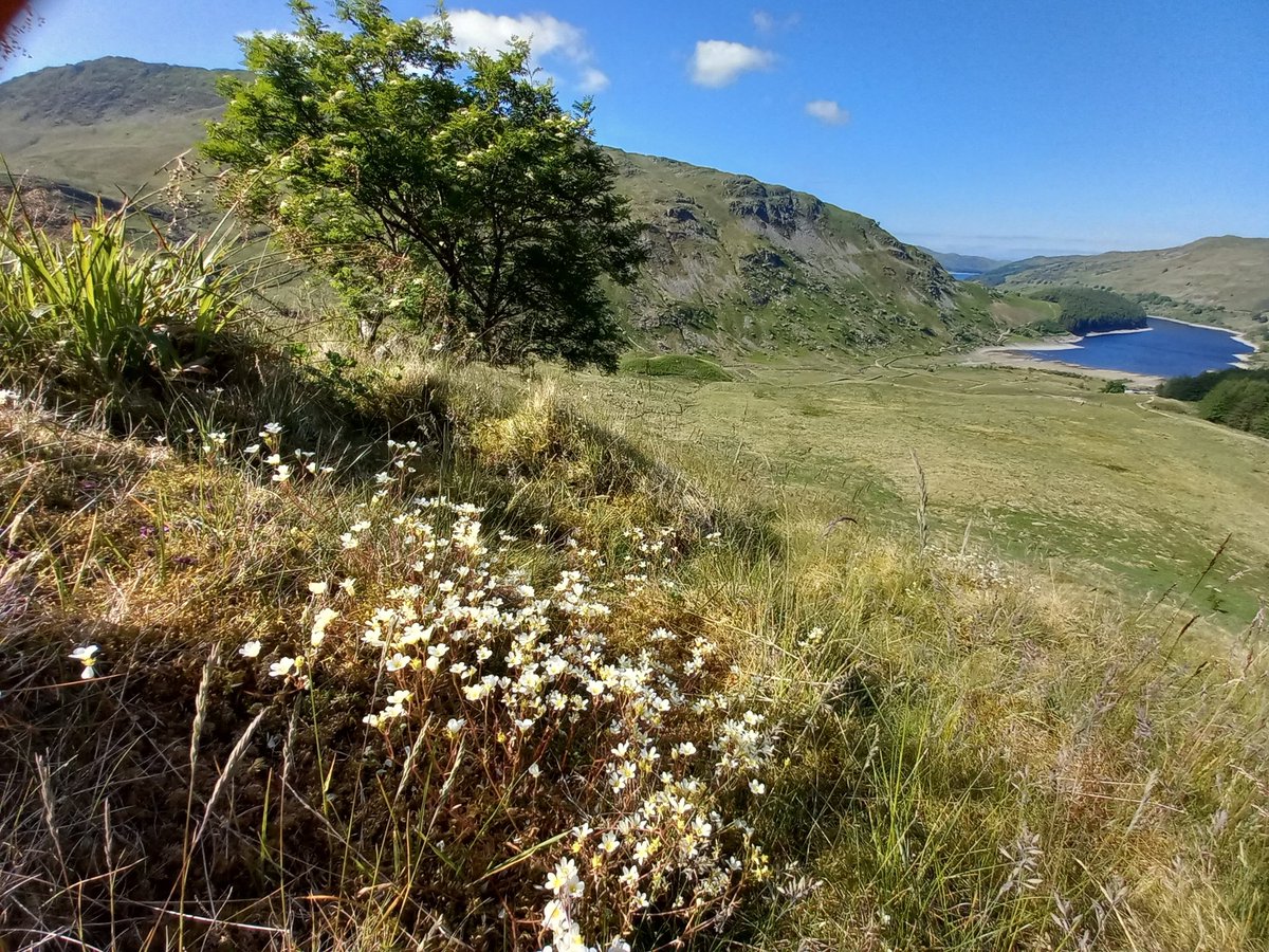 woodywildlife's tweet photo. If more of the #LakeDistrict had fewer sheep and deer, there would be more beautiful wild plants like these @WildHaweswater https://t.co/Y6rRj8EtRD