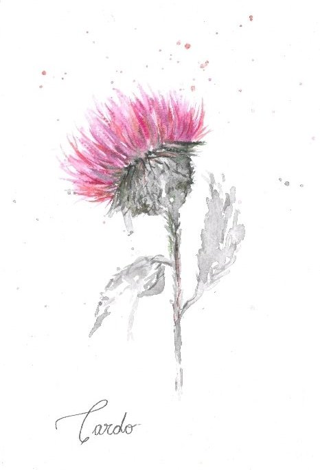 KukkaNft's tweet photo. Cardo en acuarela
De mi serie
Una flor por día
#flores #kukka #fleu #fleur #acuarela #ilustracion #botánica #art #artist https://t.co/PRr5Qiaaow