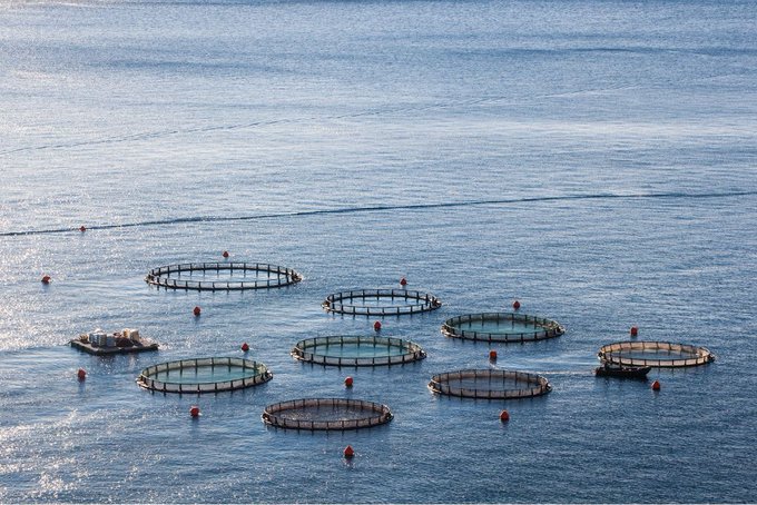 ♻️ Sustainable Aquaculture: Balances economic growth, environmental stewardship, and social responsibility. It prioritizes responsible feed sourcing, habitat protection, and minimizing pollution. A path towards long-term viability. #SustainableAquaculture #FutureOfFishing