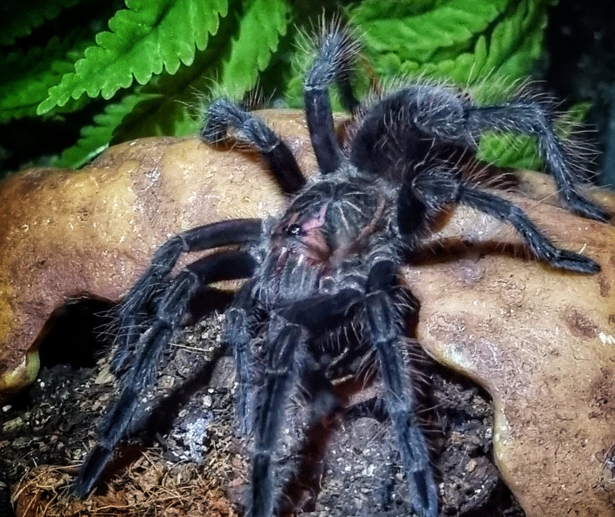 Gabriella
Doesn't seem that long ago she was a wee spiderling #purplebloom #birdeater  #tarantula