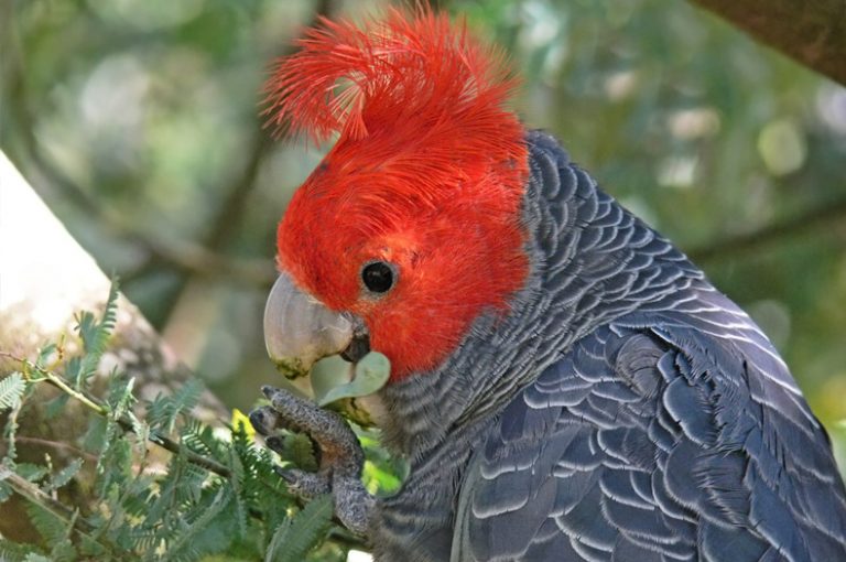 GreatEasternRanges tweet media