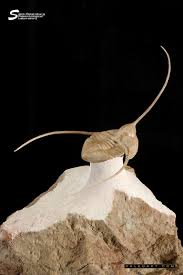 Michael Malice tweet media