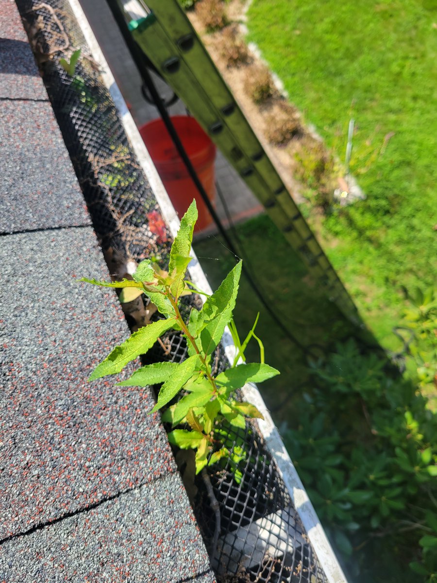 GutterCowboy's tweet image. Customer: "We need to cancel our gutter cleaning appointment because we installed gutter guards."
Us: "Sure no problem"
Customer (in 6-12 months): "Our gutters are clogged 📷📷and overflowing, 📷📷 and the guy that put our guards in won't return our calls. Please help!"