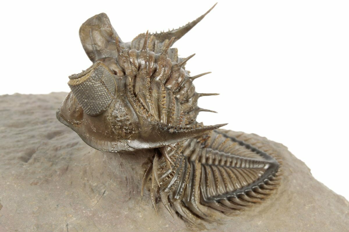 Michael Malice tweet media