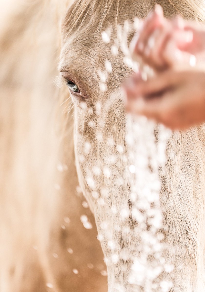 CacaRedig's tweet photo. CREAMY WATER
2108
Limited Editions
Copyright - Cacá Redig
This is my style, this is my world, this is my art.
#fineartphotography #cacaredig #equinephotography #horselovers #homedecor #art #contemporaryart #nftphotographer #cacaredigphotographer #awardwinnerphotographer https://t.co/g0FdcWyHdN