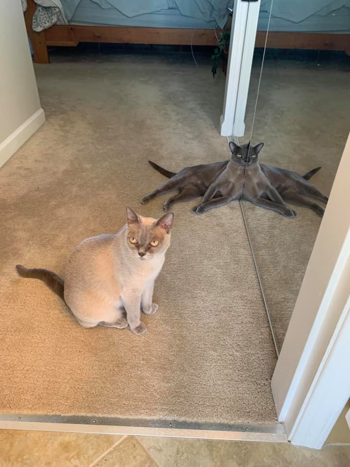 Why you should have a cat (@shouldhavecat) on Twitter photo 