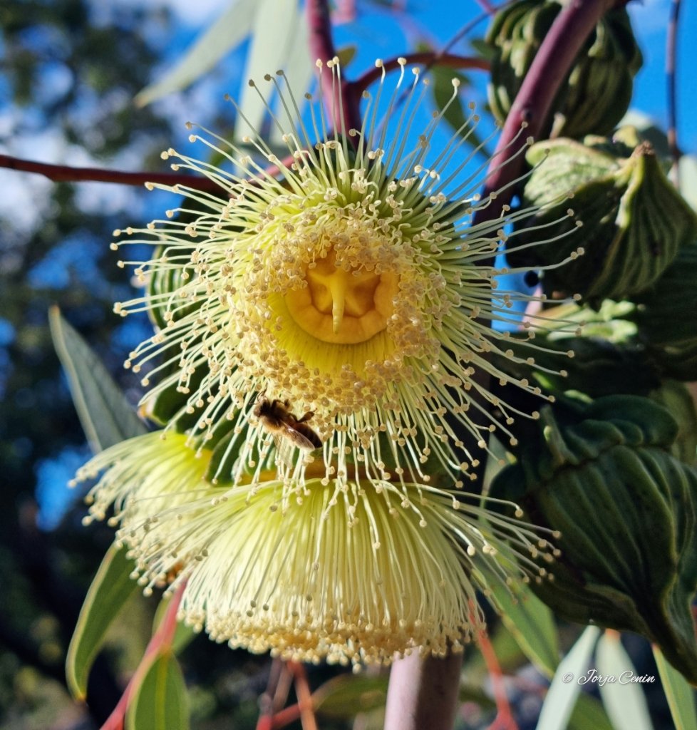 Eucalyptus youngiana 💛 #wildflowerhour #beautiful #flowers