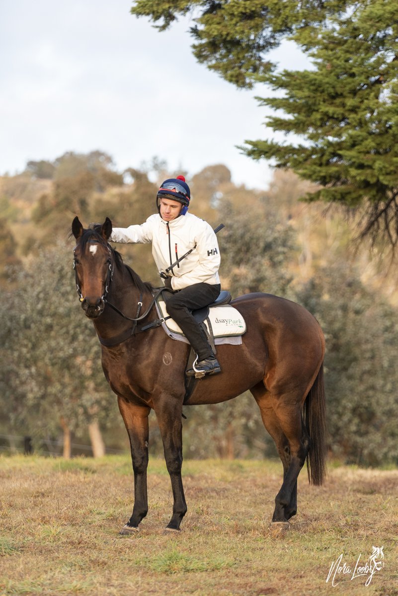 ⚡️⚡️Megaflash⚡️⚡️ striking a gorgeous pose with our apprentice Tom Spillane in the early morning light.
Both our horses and riders appreciate the beautiful country surrounds of Lindsay Park Euroa.
🌳🌲☀️🌲🌳