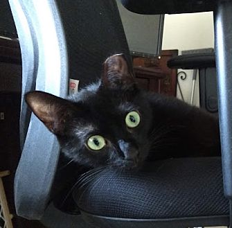 Hi! I'm Harry Winston, a Male Domestic Shorthair Cat. #DomesticShorthair #Cat #BillytheKiddenRescue adoptapet.com/pet/37783447-v…