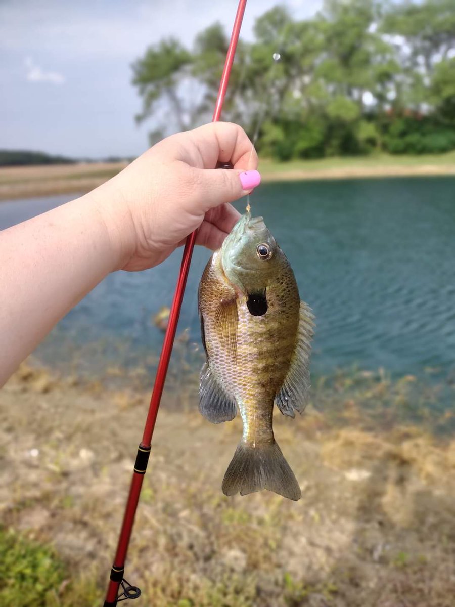 The Mrs. and I went #fishing this past weekend. She caught 4 bluegill. I didn't get a single bite.