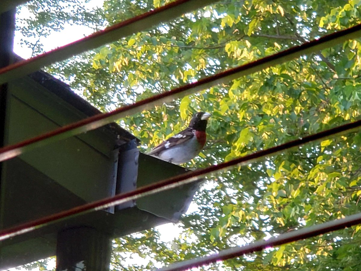 RetroGamerRyan's tweet image. Mr. Grosbeak says if you've got time to lean... that's great, savor it. Relax, enjoy yourself. 🥰