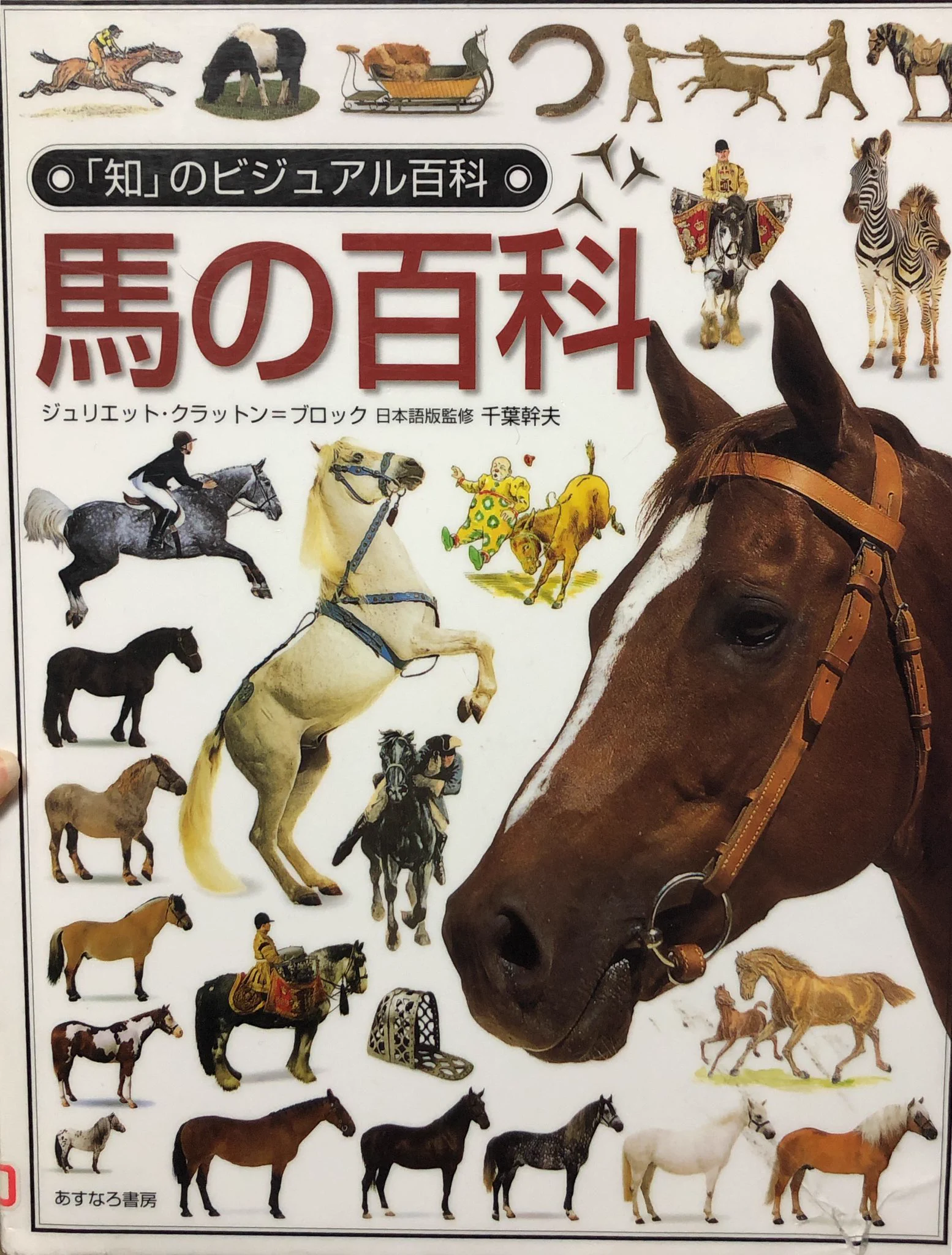 これは「知のビジュアル百科　馬の百科」のページの一部です🐴📚
あとバンダイチャンネルで「みどりのマキバオー」のアニメが1話無料、他の話は1話110円ずつでレンタルできるのでマキバオーを見てください🏇🐭💕
バンダイチャンネル→ 