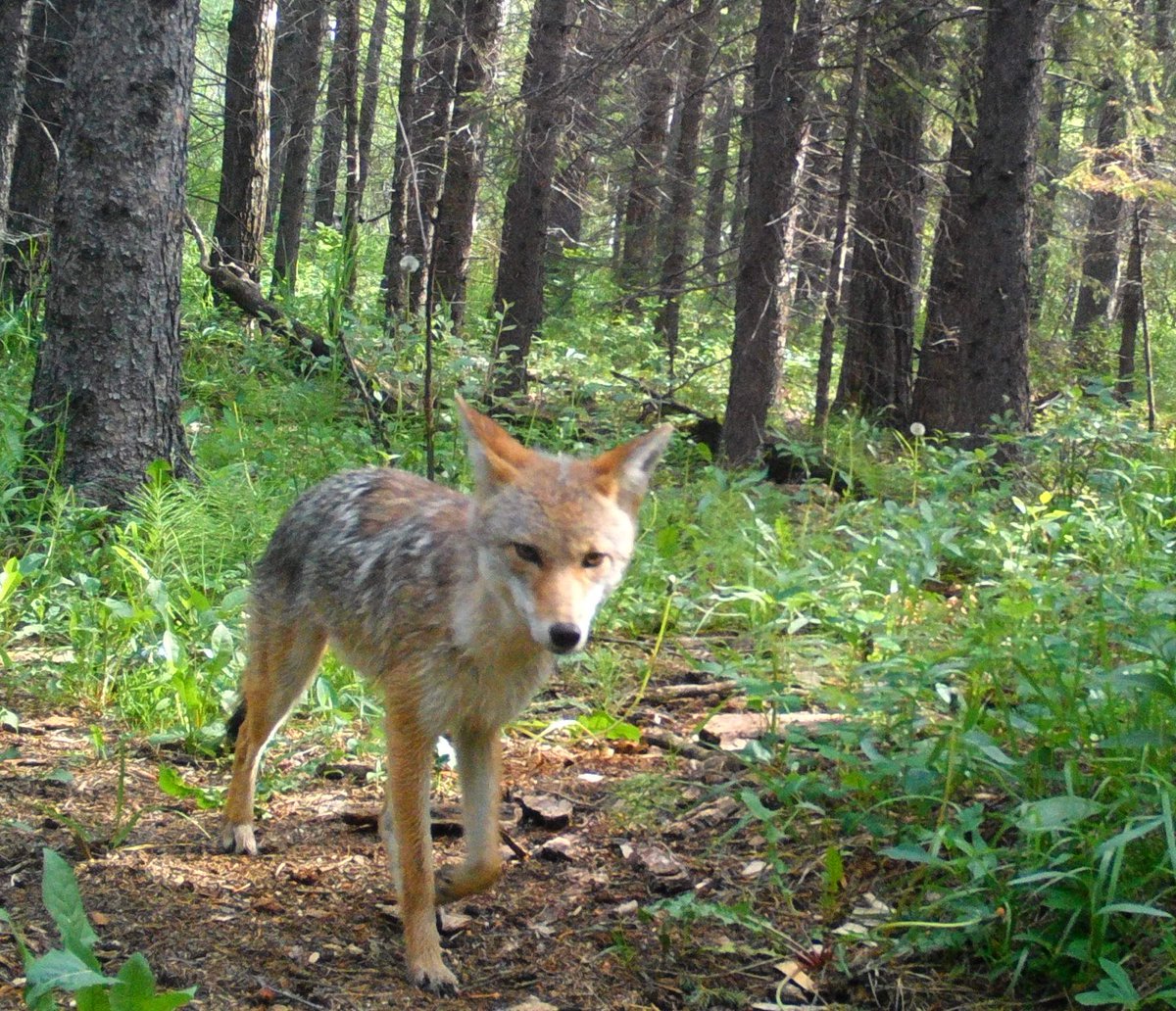 FishCreekPP's tweet photo. There are still spaces available for the Fish Creek Speaker Series tomorrow night "Calgary Connect: Maintaining Ecological Connectivity." Learn about wildlife cameras in Fish Creek and how wildlife travel to different greenspaces in and around the city. https://t.co/sgIITDFcnp https://t.co/OpMon48jD7