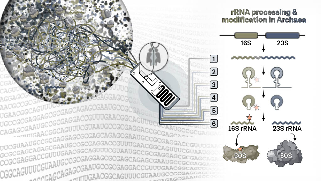 Nanopore-based RNA sequencing deciphers the formation, processing, and modification steps of rRNA intermediates in Archaea. #Nanopore #Microbiology #Archaea
bit.ly/3OV4lED